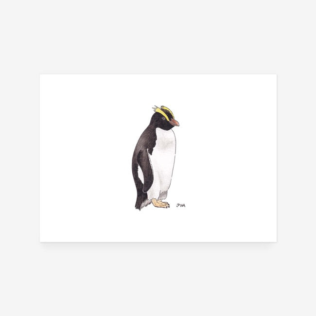 Erect Crested Penguin Print