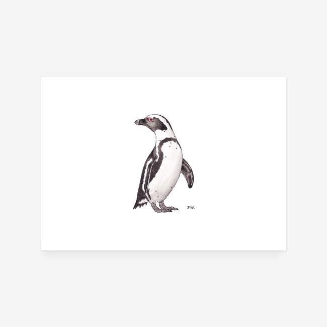Galapagos Penguin Print