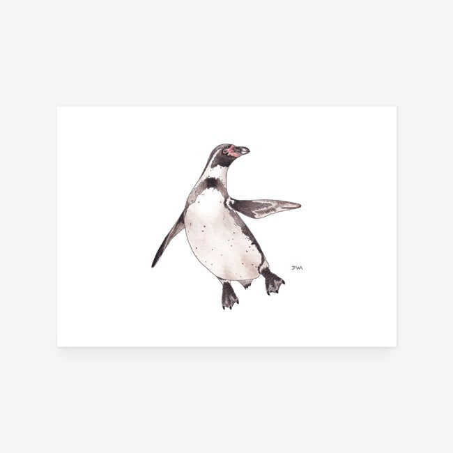 Humboldt Penguin Print