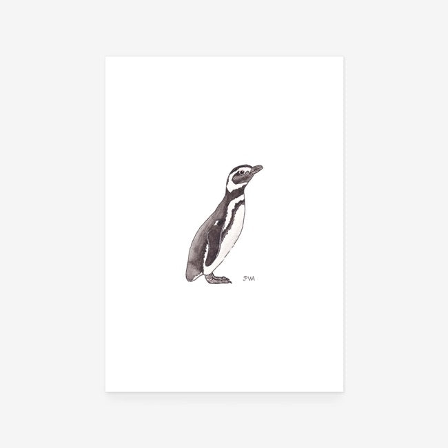Magellanic Penguin Print