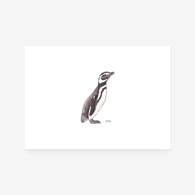 Magellanic Penguin Print