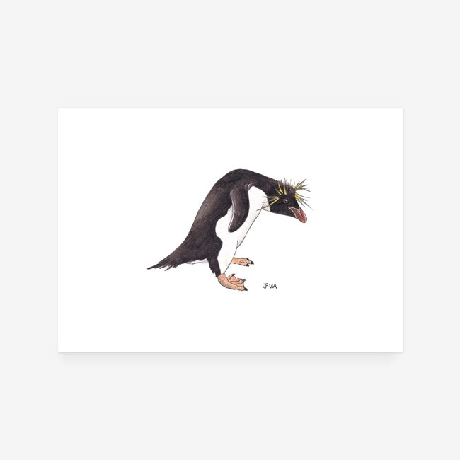 Southern Rock Hopper Penguin Print