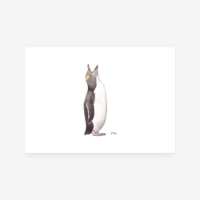 Yellow-Eyed Penguin Print