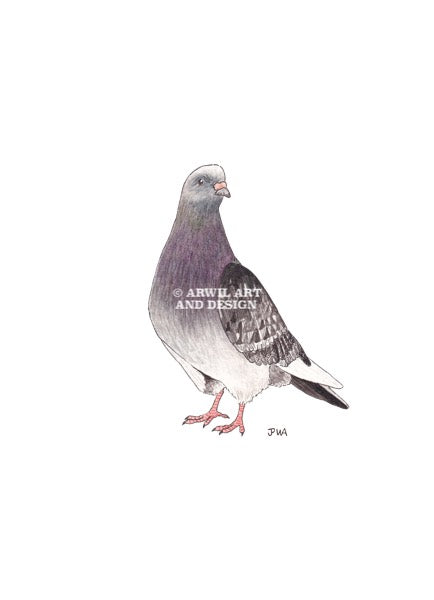 Watercolour illustration of a pigeon, with gentle shading and fine line details. Watermark copyright Arwil Art and Design