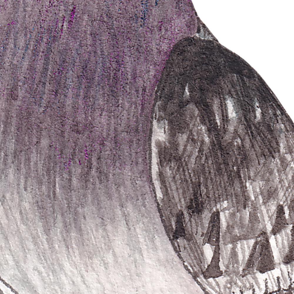 Arwil Art and Design watercolour illustration of a pigeon, with gentle shading and fine line details - cropped to show detail