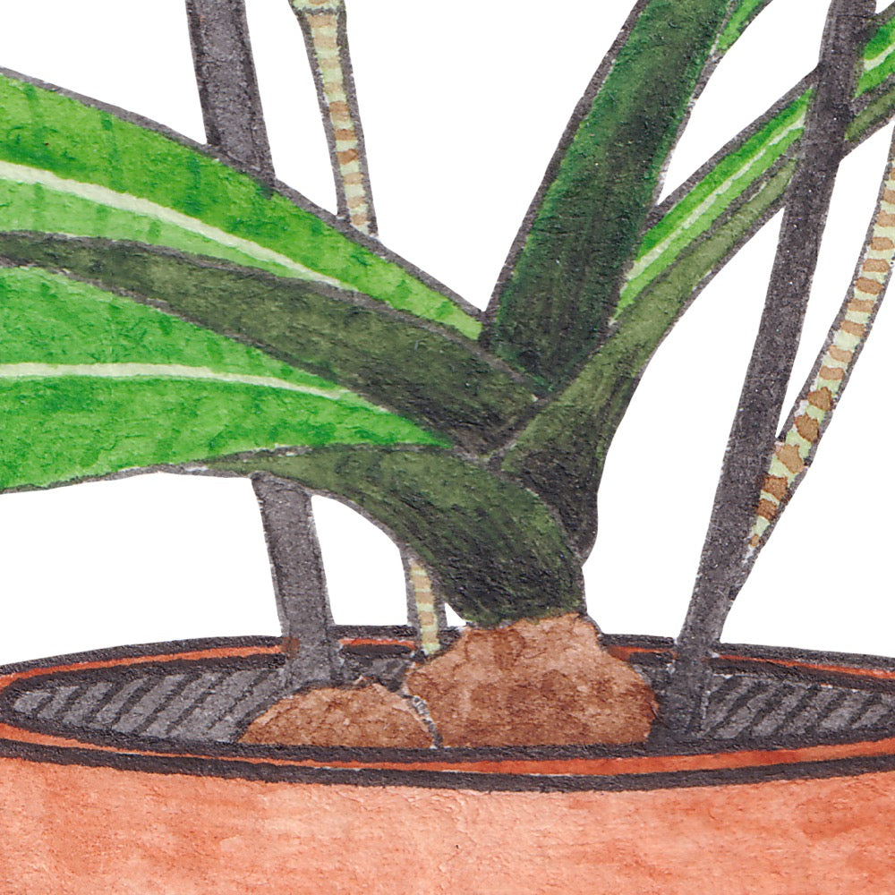 Arwil Art and Design watercolour illustration of a plant in a plant pot, with gentle shading and fine line details - cropped to show detail