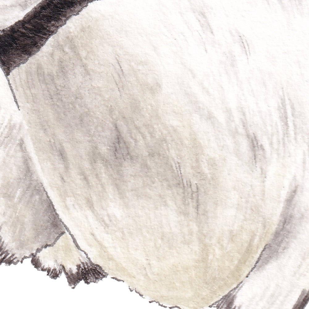 Arwil Art and Design watercolour illustration of an atlantic puffin, with gentle shading and fine line details - cropped to show detail