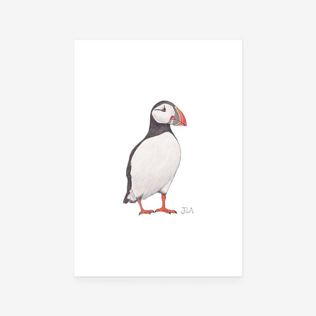 Atlantic Puffin Print