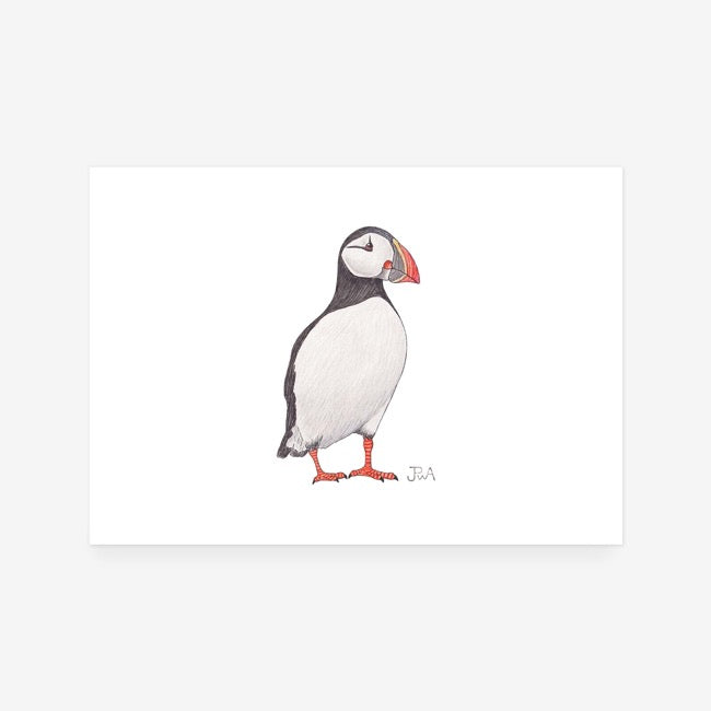 Atlantic Puffin Print