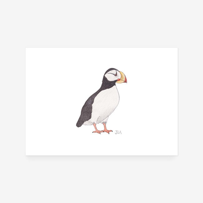 Horned Puffin Print