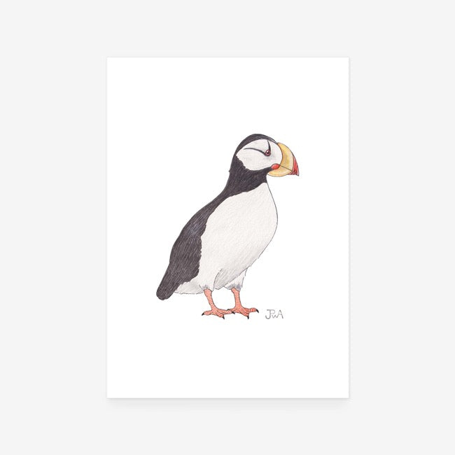 Horned Puffin Print