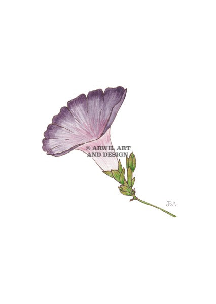 Watercolour illustration of a purple field bindweed flower, with gentle shading and fine line details. Watermark copyright Arwil Art and Design