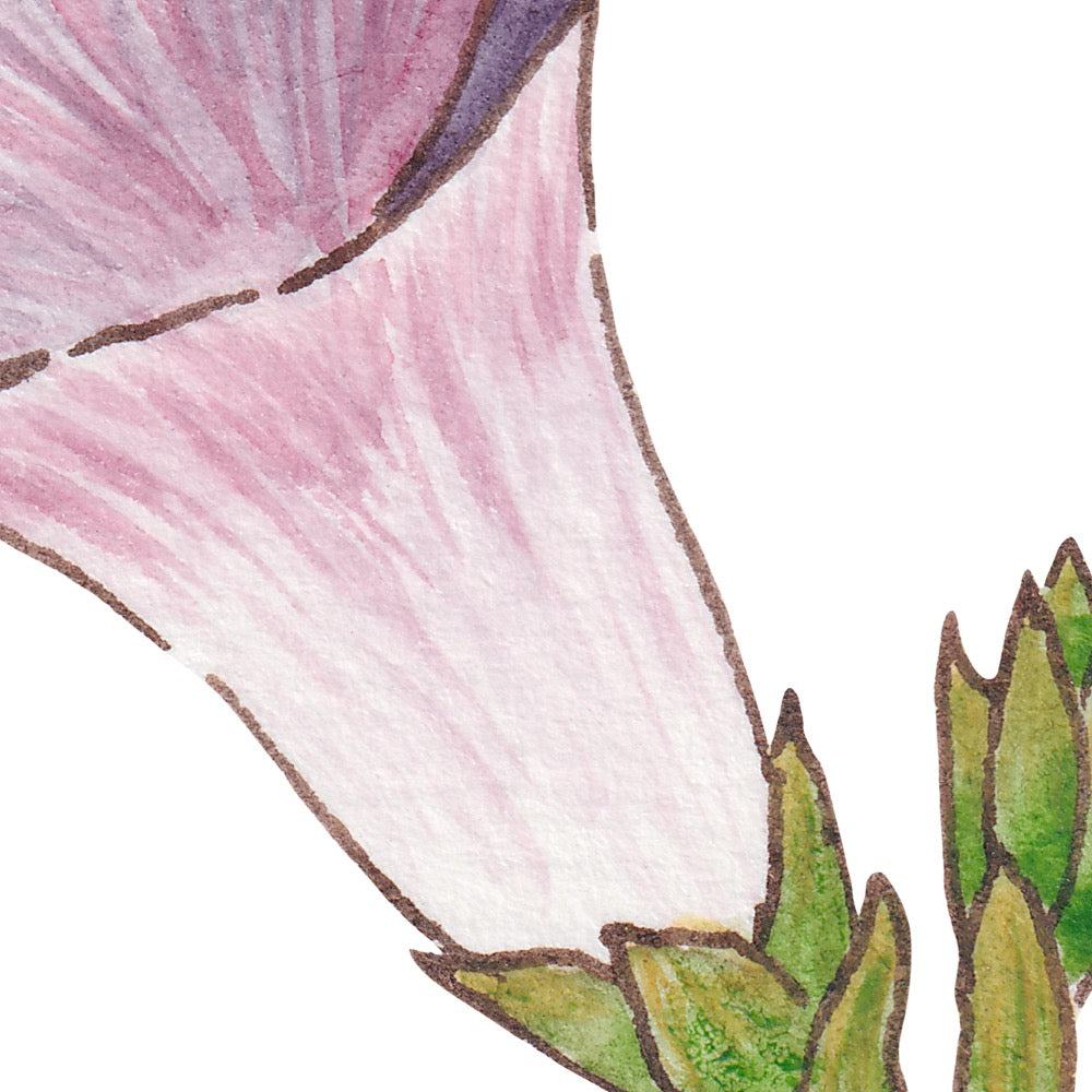 Arwil Art and Design watercolour illustration of a purple field bindweed flower, with gentle shading and fine line details - cropped to show detail