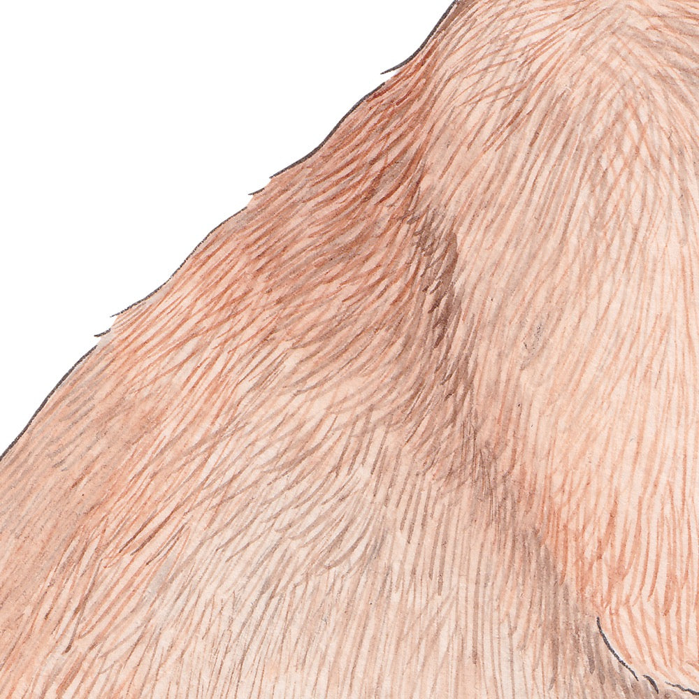 Arwil Art and Design watercolour illustration of a rabbit, with gentle shading and fine line details - cropped to show detail 