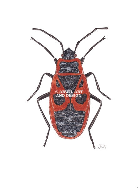 Watercolour illustration of a red firebug, with gentle shading and fine line details. Watermark copyright Arwil Art and Design