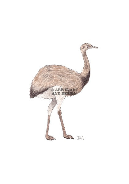 Watercolour illustration of a rhea bird, with gentle shading and fine line details. Watermark copyright Arwil Art and Design
