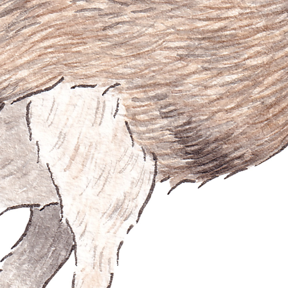 Arwil Art and Design watercolour illustration of a rhea bird, with gentle shading and fine line details - cropped to show detail