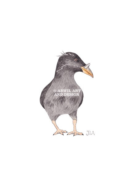 Watercolour illustration of a rhinoceros auklet puffin, with gentle shading and fine line details. Watermark copyright Arwil Art and Design