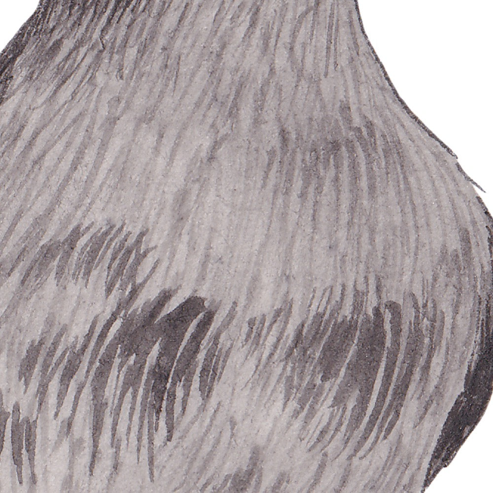 Arwil Art and Design watercolour illustration of a rhinoceros auklet puffin, with gentle shading and fine line details - cropped to show detail