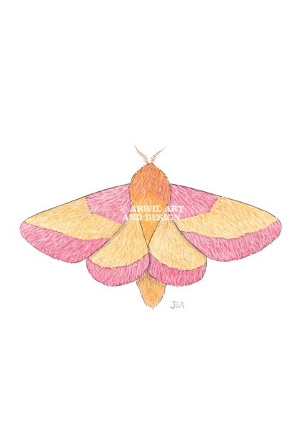 Watercolour illustration of a rosy maple moth, with gentle shading and fine line details. Watermark copyright Arwil Art and Design