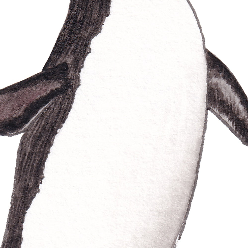 Arwil Art and Design watercolour illustration of a royal penguin, with gentle shading and fine line details - cropped to show detail