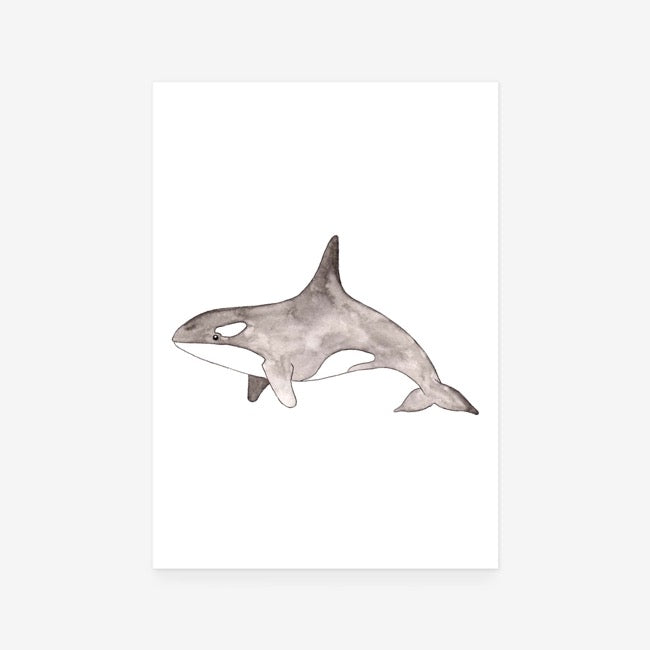 Killer Whale Print