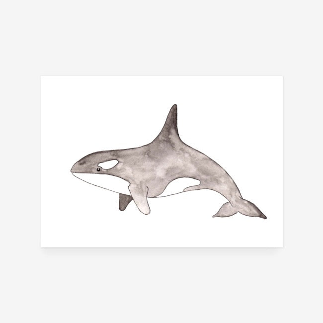 Killer Whale Print
