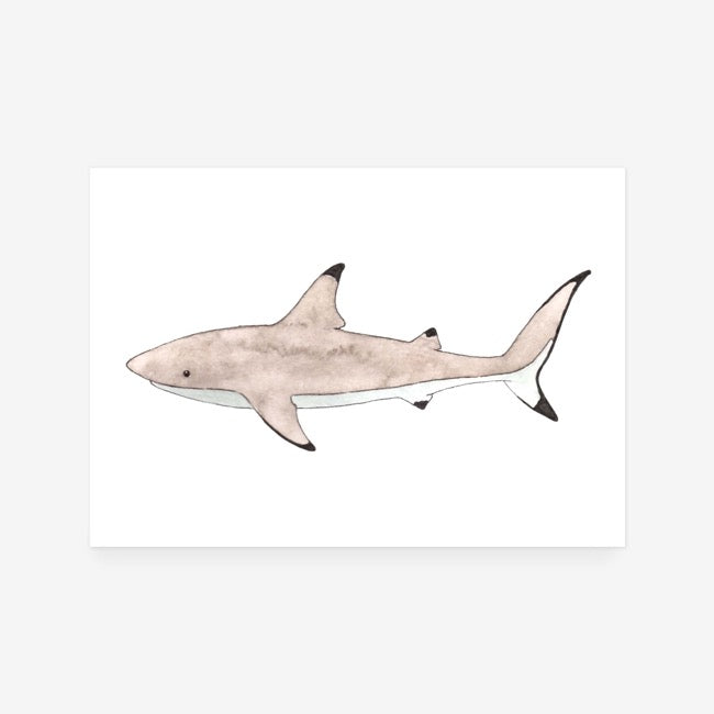 Shark Print