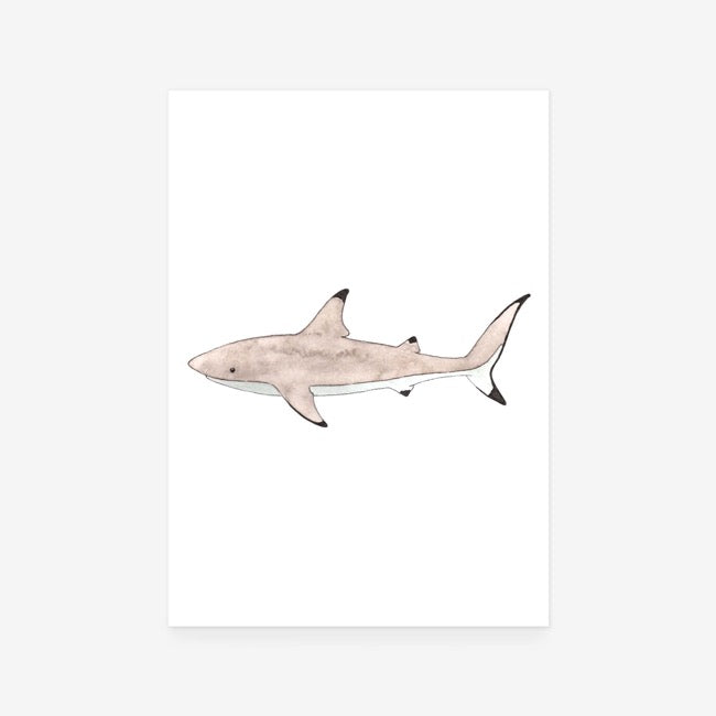 Shark Print