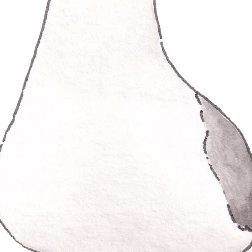 Arwil Art and Design watercolour illustration of a seagull, with gentle shading and fine line details - cropped to show detail
