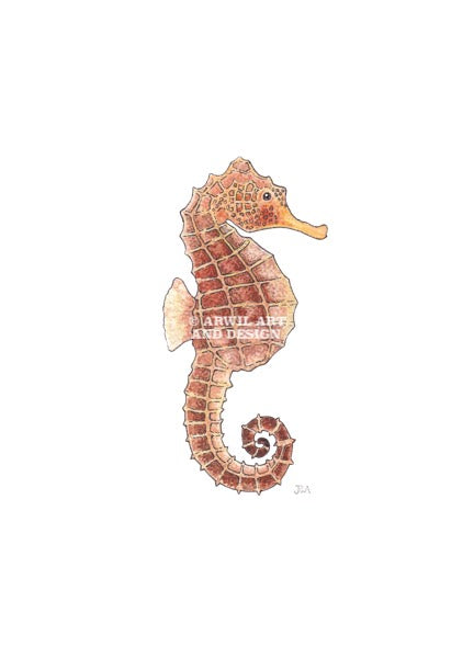 Watercolour illustration of a seahorse, with gentle shading and fine line details. Watermark copyright Arwil Art and Design