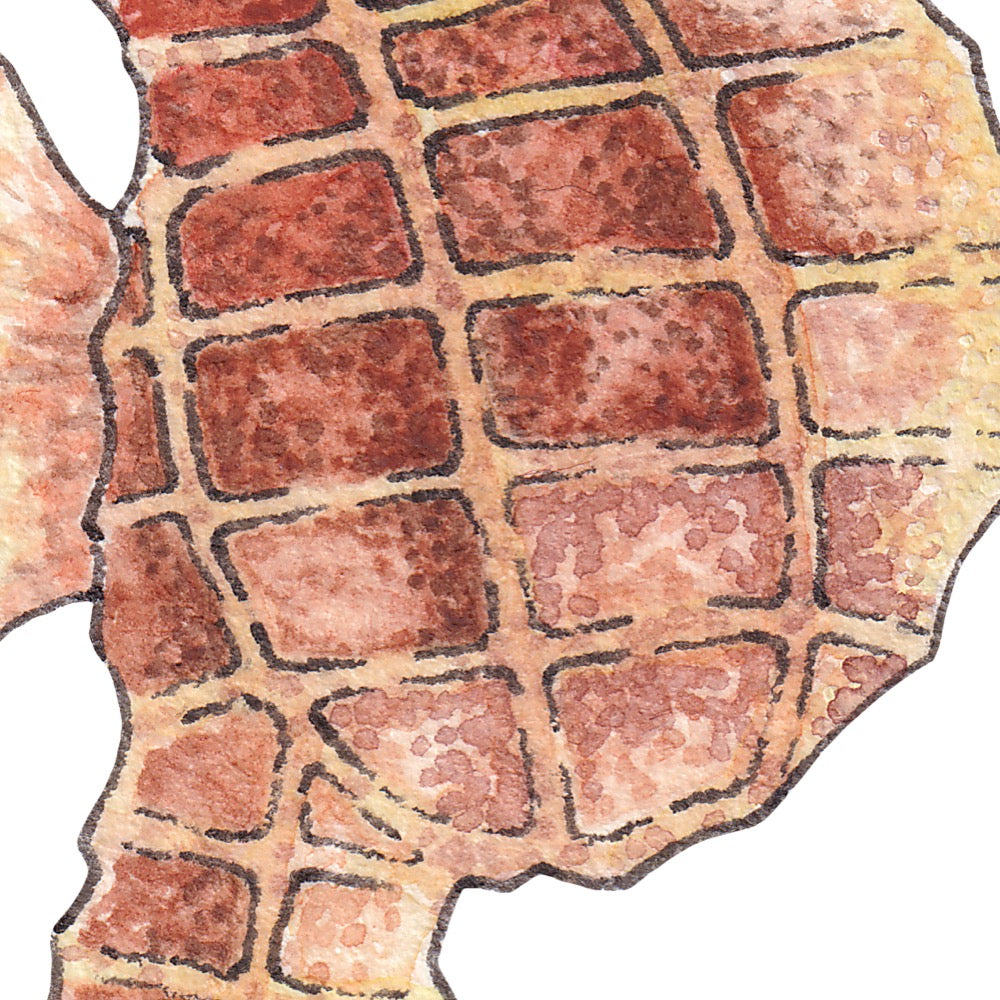 Arwil Art and Design Watercolour illustration of a seahorse, with gentle shading and fine line details - cropped to show detail