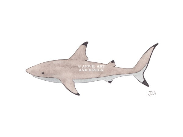 Watercolour illustration of a shark, with gentle shading and fine line details. Watermark copyright Arwil Art and Design