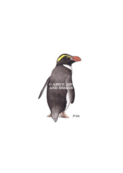 Watercolour illustration of a snares penguin, with gentle shading and fine line details. Watermark copyright Arwil Art and Design