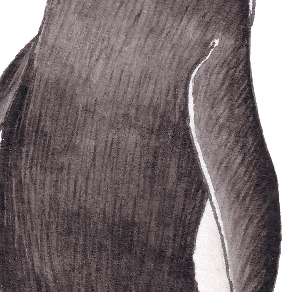 Arwil Art and Design watercolour illustration of a snares penguin, with gentle shading and fine line details - cropped to show detail