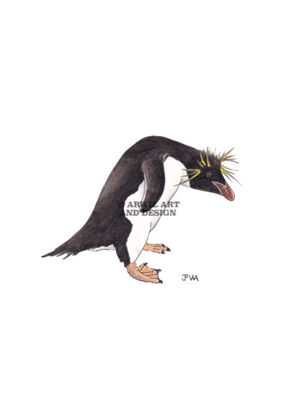 Watercolour illustration of a southern rock hopper penguin, with gentle shading and fine line details. Watermark copyright Arwil Art and Design