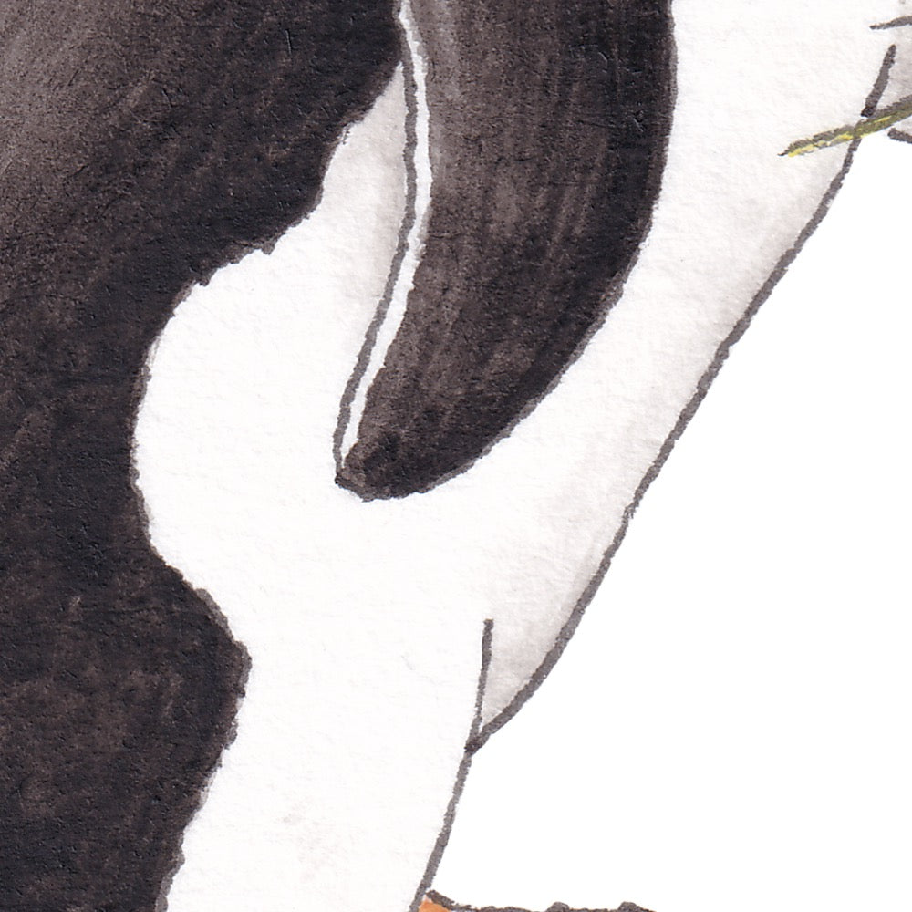 Arwil Art and Design watercolour illustration of a southern rock hopper penguin, with gentle shading and fine line details - cropped to show detail