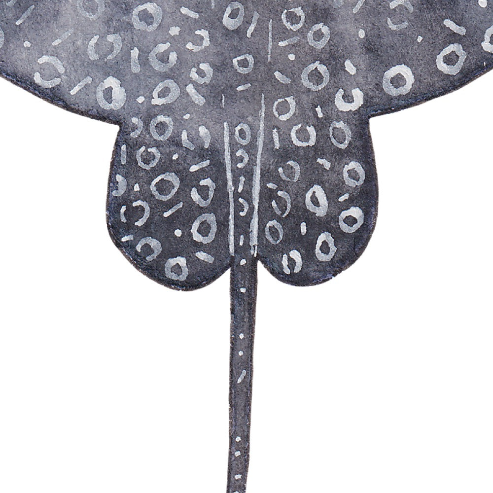 Arwil Art and Design watercolour illustration of a spotted eagle ray, with gentle shading and fine line details - cropped to show detail