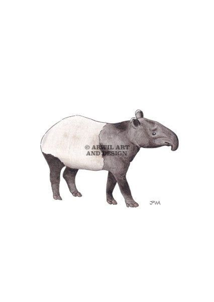 Watercolour illustration of a tapir, with gentle shading and fine line details. Watermark copyright Arwil Art and Design