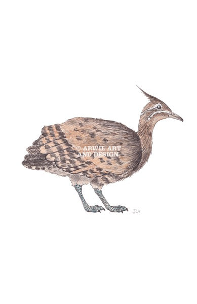 Watercolour illustration of a tinamou bird, with gentle shading and fine line details. Watermark copyright Arwil Art and Design