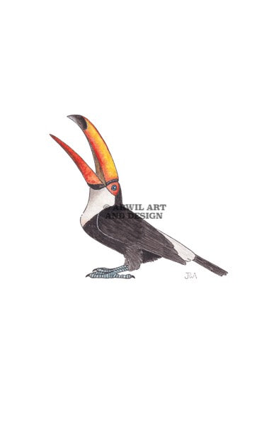 Watercolour illustration of a toucan bird, with gentle shading and fine line details. Watermark copyright Arwil Art and Design