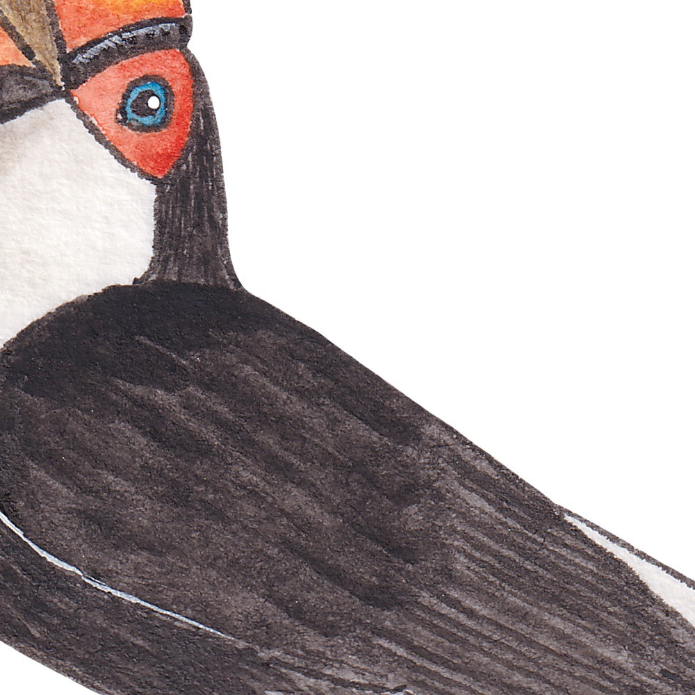 Arwil Art and Design watercolour illustration of a toucan bird, with gentle shading and fine line details - cropped to show detail