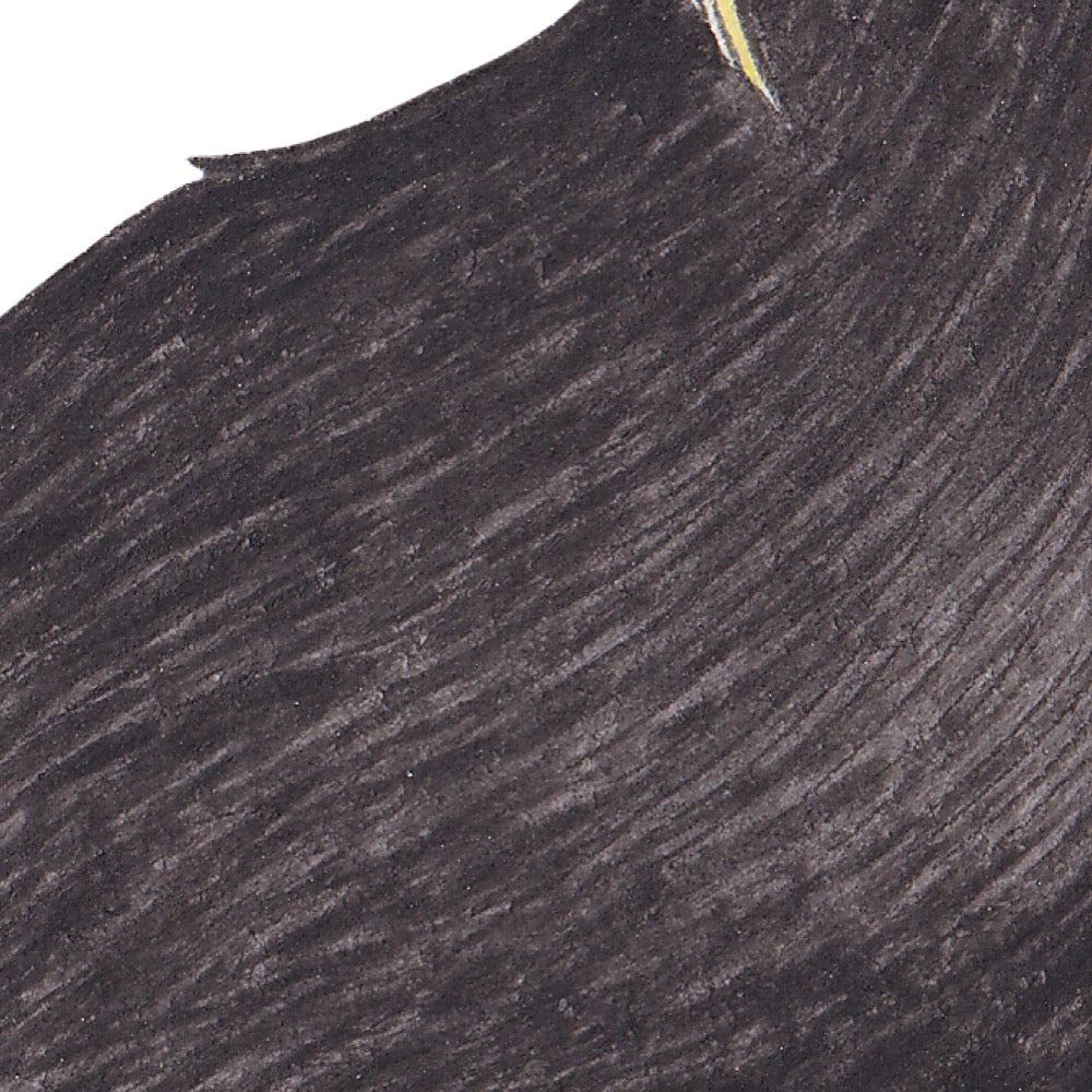 Arwil Art and Design watercolour illustration of a tufted puffin, with gentle shading and fine line details - cropped to show detail