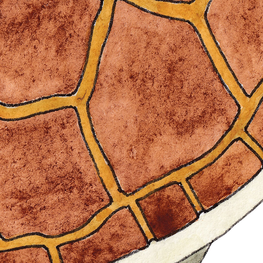 Arwil Art and Design watercolour illustration of a turtle, with gentle shading and fine line details - cropped to show detail 