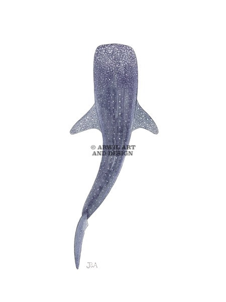 Watercolour illustration of a whale shark, with gentle shading and fine line details. Watermark copyright Arwil Art and Design