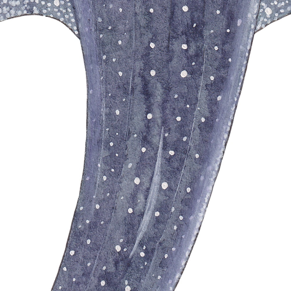 Arwil Art and Design watercolour illustration of a whale shark, with gentle shading and fine line details - cropped to show detail 