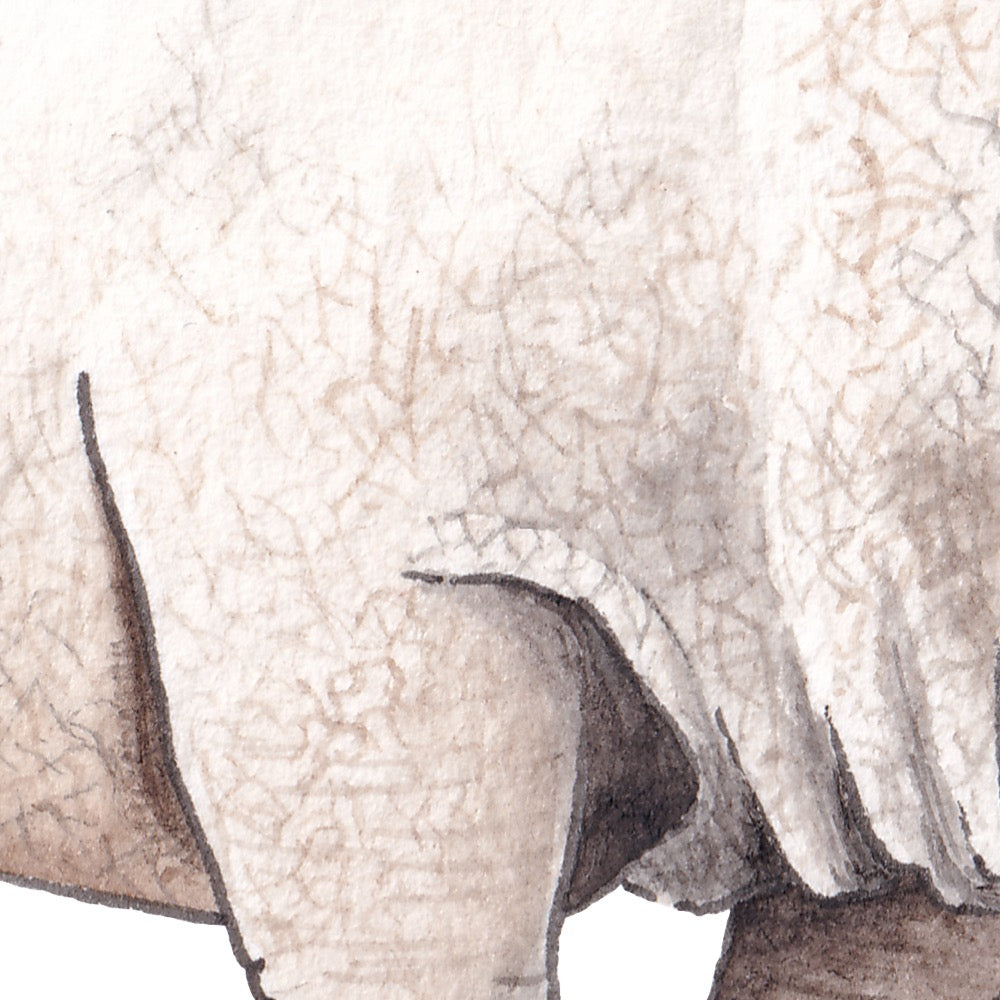 Arwil Art and Design watercolour illustration of a white rhinoceros, with gentle shading and fine line details - cropped to show detail