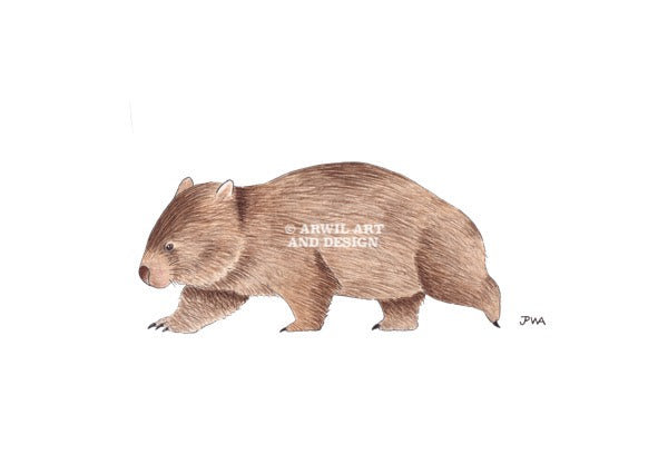 Watercolour illustration of a wombat, with gentle shading and fine line details. Watermark copyright Arwil Art and Design
