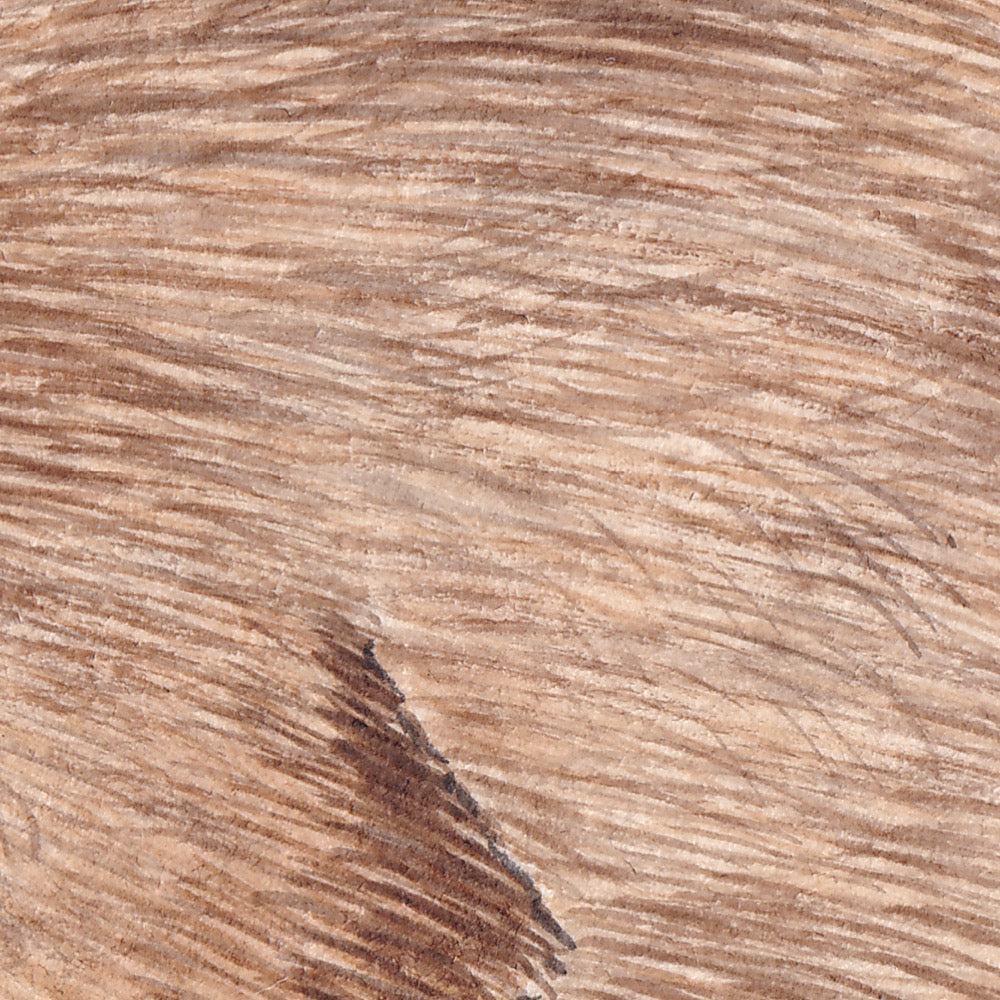 Arwil Art and Design watercolour illustration of a wombat, with gentle shading and fine line details - cropped to show detail