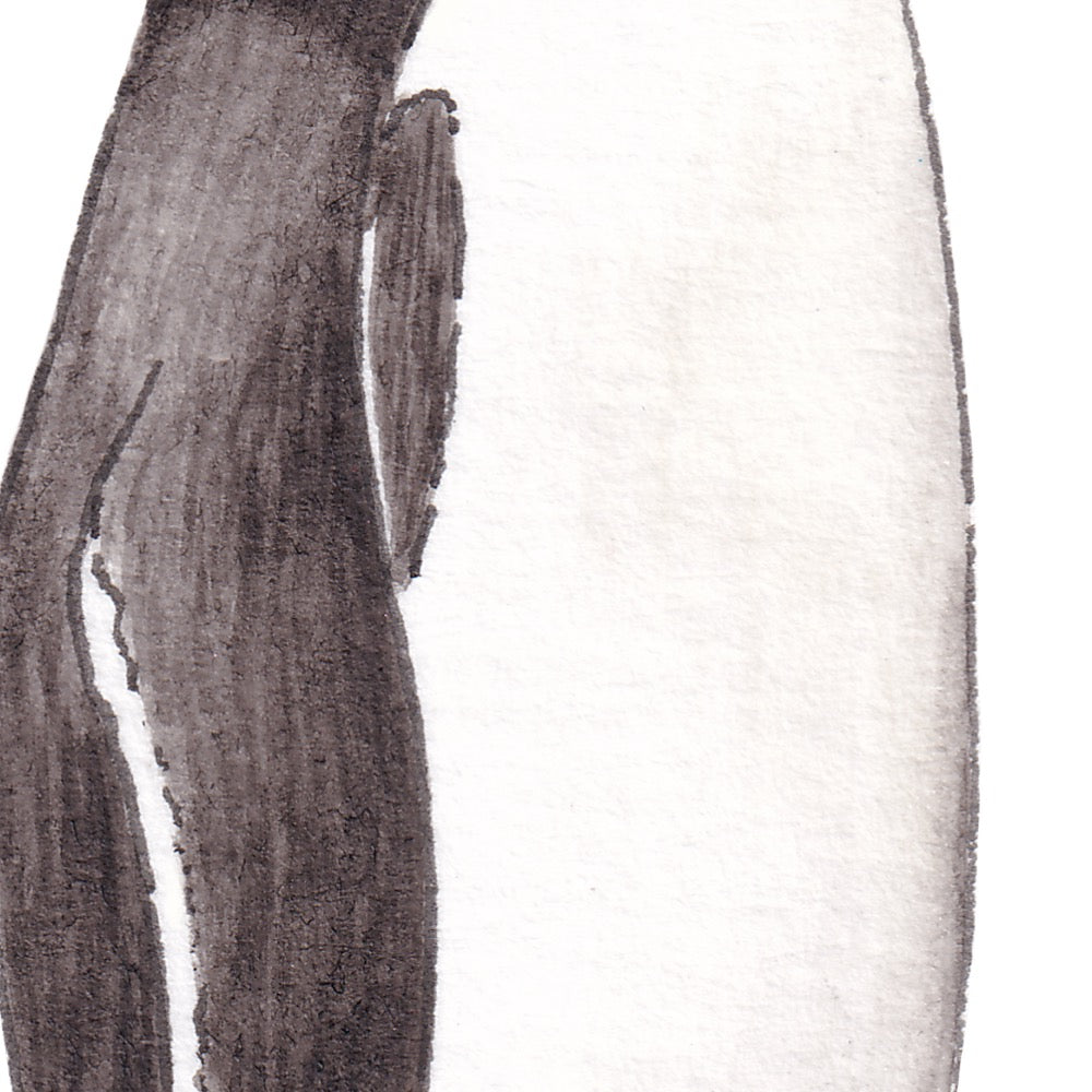 Arwil Art and Design watercolour illustration of a yellow eyed penguin, with gentle shading and fine line details - cropped to show detail